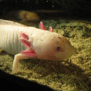 Axolotl