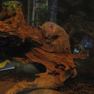 Mac the tenrec