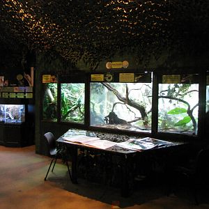 Jungle room exhibit for skink and Yemen chameleon
