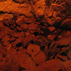 Tail-less Whip Scorpion