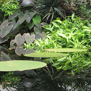 Lily pads in the tropical house