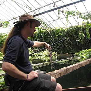 The piranha are fed a mackerel