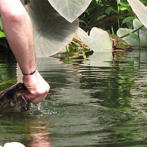 A pacu gets a tasty treat