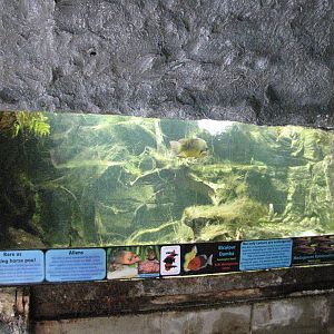 Bicolour damba and Madagascan rainbowfish