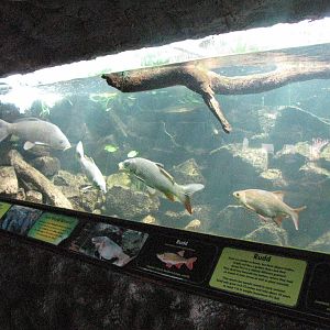 Rudd and Roach fish tank