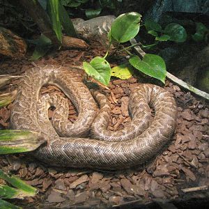 Cuban Boa Constrictor