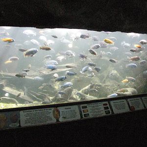 Cichlids