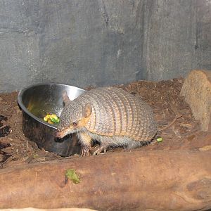 Screaming Hairy Armadillo