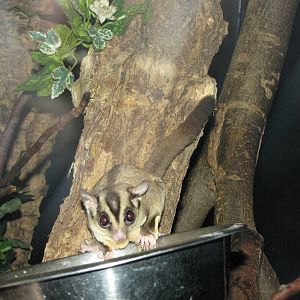 Sugar glider