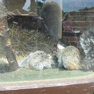 White-naped Squirral