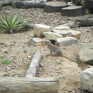 Meerkat