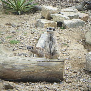 Meerkat