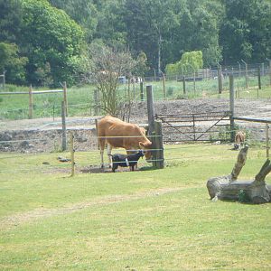 Limousin Cow and pygmy Goat