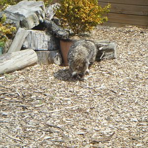 Raccoon Dog