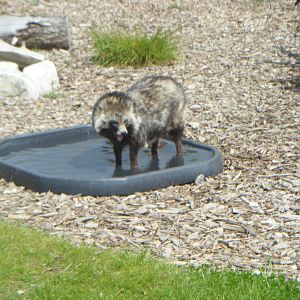 Raccoon Dog paddling
