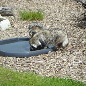 Raccoon Dogs Paddling