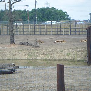 Lion Enclosure (Cezar's Pride)