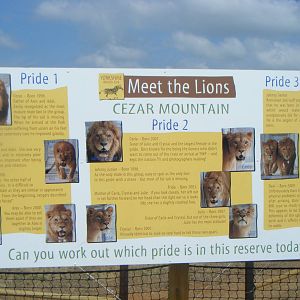 Lion infomation board