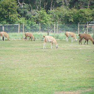 Guanaco Herd