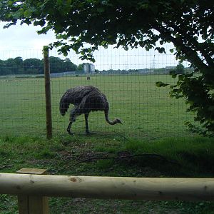 Ostrich