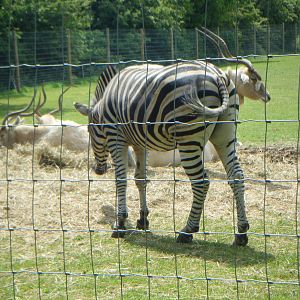 Chapman's Zebra and Addax