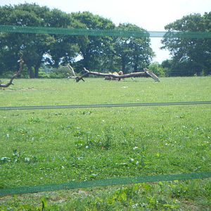 Bacrtian Camel Paddock