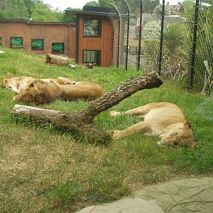 African Lions