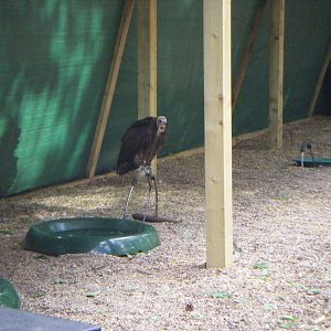 Hooded Vulture