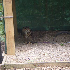 Eagle Owl