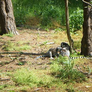 Ring-tailed Lemur group