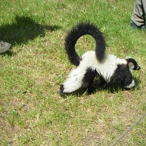 Black & white ruffed Lemur
