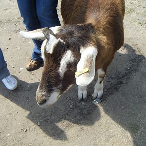 Friendly Goat