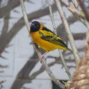 Village weaver at Marwell Wildlife, 31 May 2010