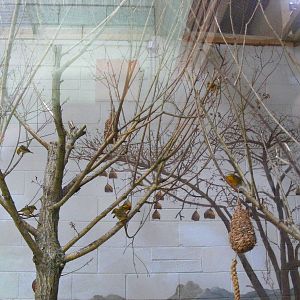 Black-headed weaver bird aviary at Marwell Wildlife, 31 May 2010