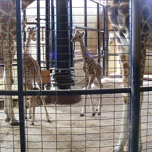 Nsia and unnamed male giraffe calf (born yesterday) at Marwell Wildlife, 31