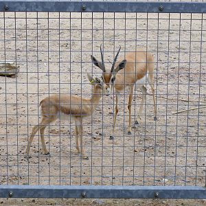 Dorcas gazelles at Marwell Wildlife, 31 May 2010