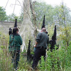 Siamang gibbons at feeding time at Marwell Wildlife, 31 May 2010