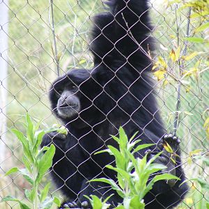 Siamang gibbon at Marwell Wildlife, 31 May 2010
