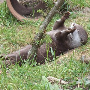 Asian short-clawed otter playing with stone at Marwell Wildlife, 31 May 201
