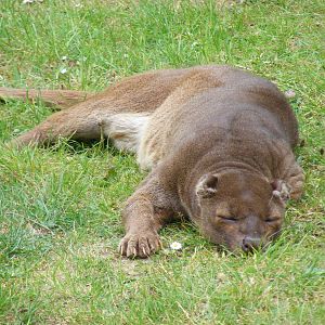 Fossa at Marwell Wildlife, 31 May 2010