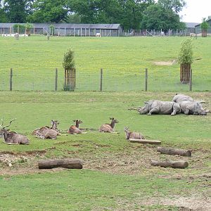 Greater kudus with white rhinos at Marwell Wildlife, 31 May 2010