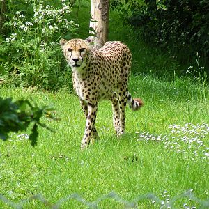 Turkus the cheetah at Marwell Wildlife, 31 May 2010