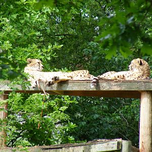 Suki and Juba the cheetahs at Marwell Wildlife, 31 May 2010