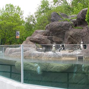 Humboldt Penguin Exhibit