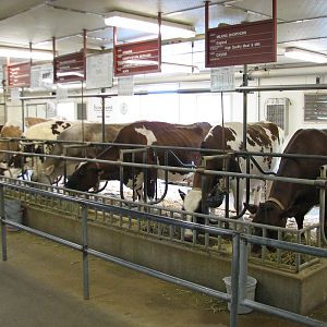 Family Farm - Dairy Complex