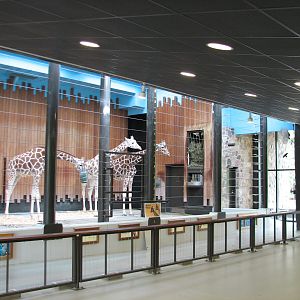Reticulated Giraffe Exhibit - Barn Interior