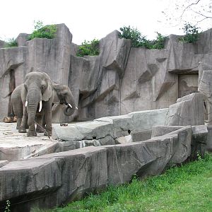 African Elephant Exhibit