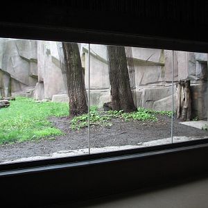 Cheetah Exhibit - Interior Viewing Window