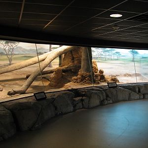 Cheetah Exhibit - Bedroom