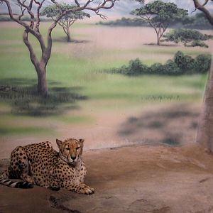 Cheetah Exhibit - Bedroom